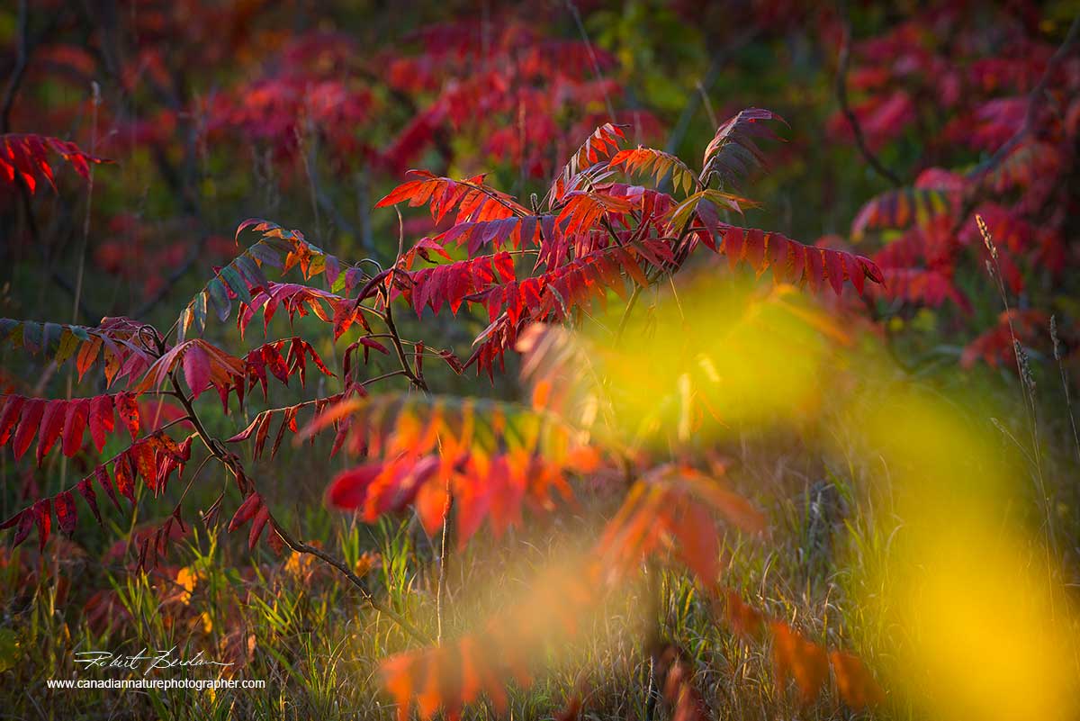 Red leaves of the sumac in autumn by Dr. Robert Berdan ©