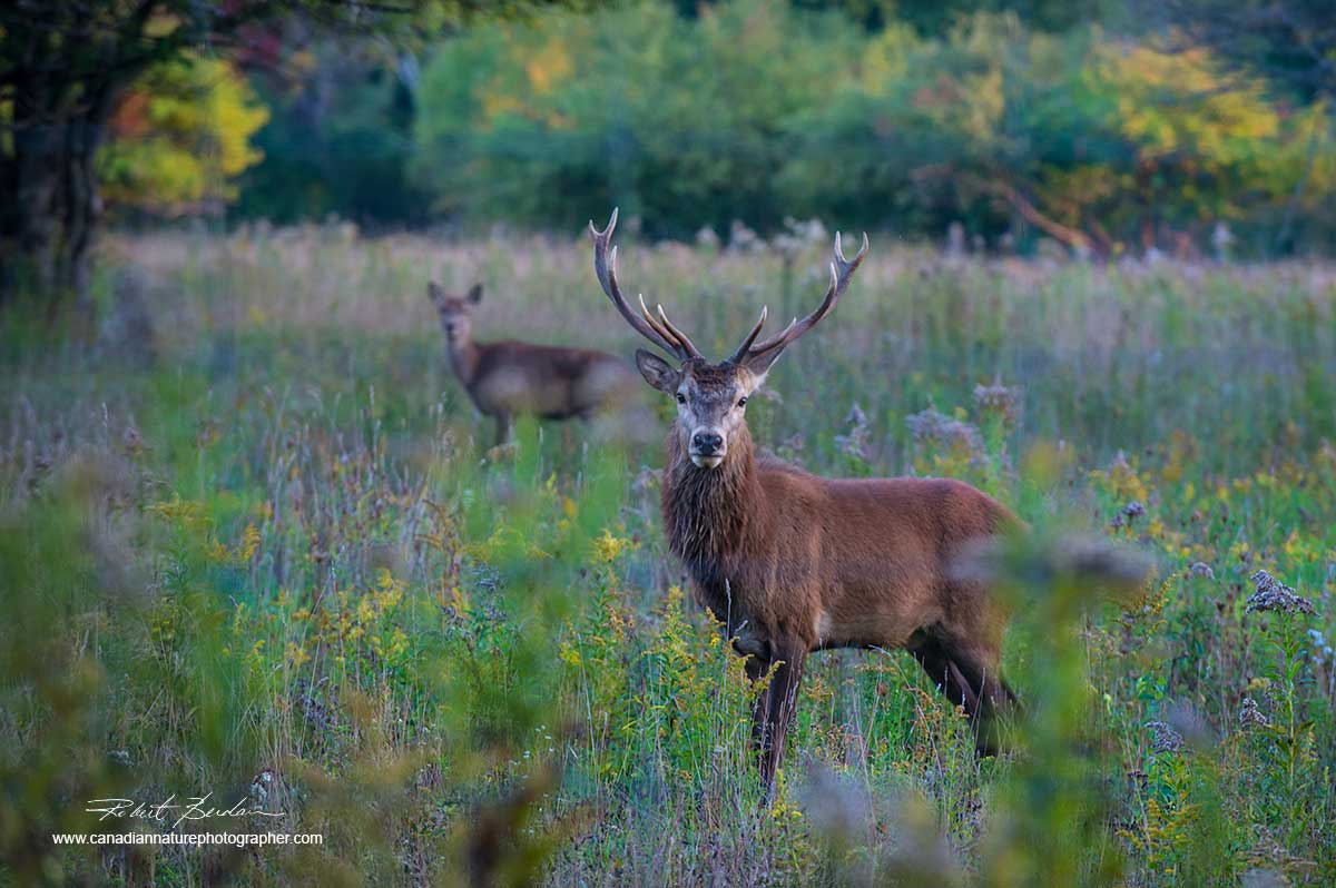 Red Deer by Dr. Robert Berdan ©