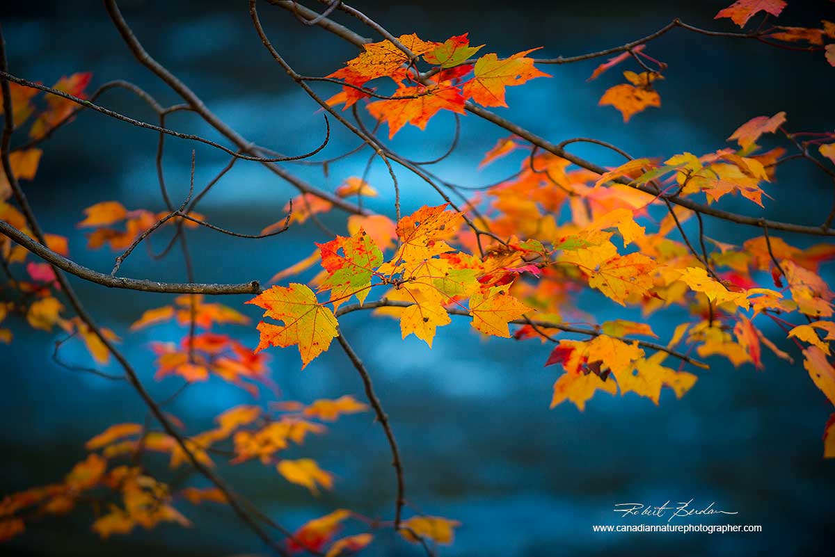 Maple leaves Oxtongue River by Dr. Robert Berdan ©