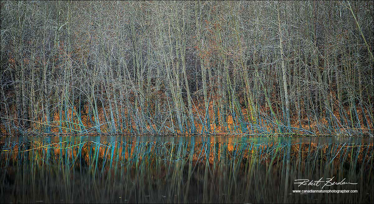 Autumn trees and pond by Robert Berdan ©