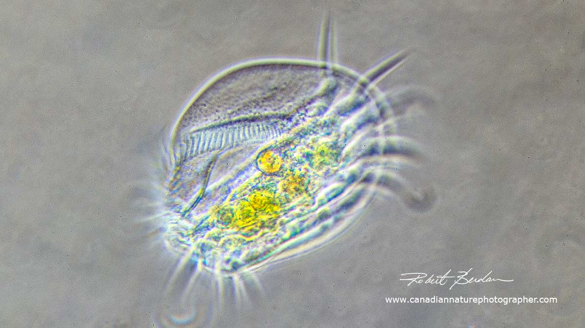 Euploates - ciliated protozoan by Robert Berdan ©