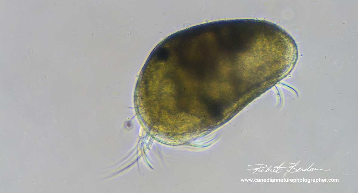 Ostracods are bivalved crustaceans by Robert Berdan ©