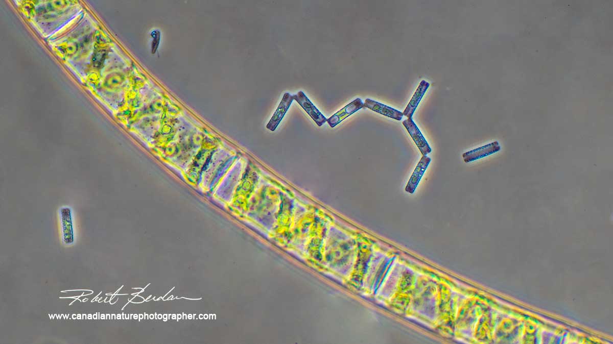 Spirogyra algae and Tabularia Diatoms by Robert Berdan ©