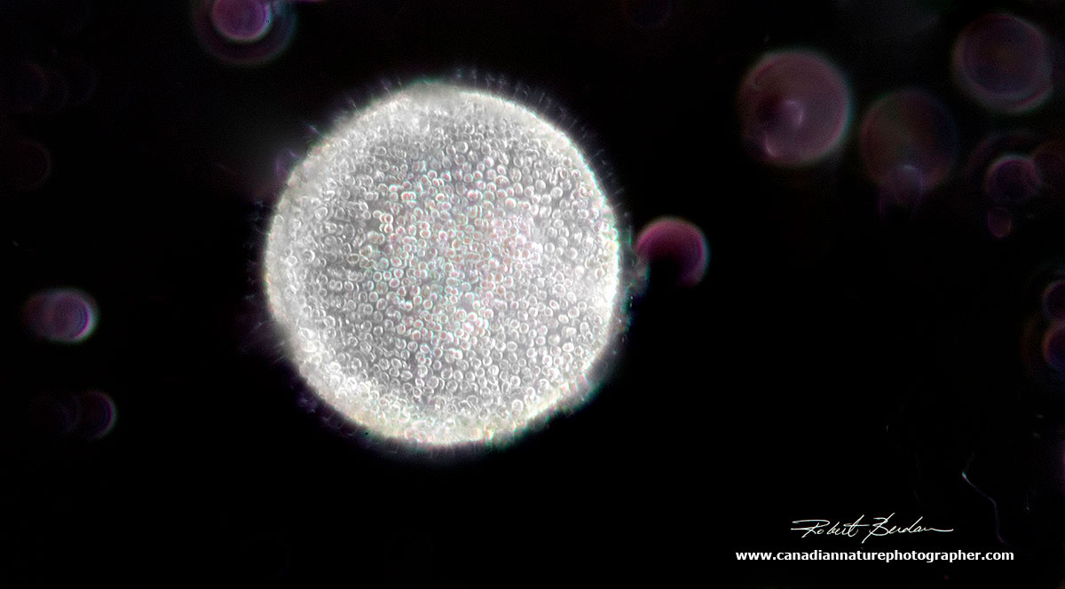 With darkfield miscopy this Volvox looks like the sun in outer space by Robert Berdan ©