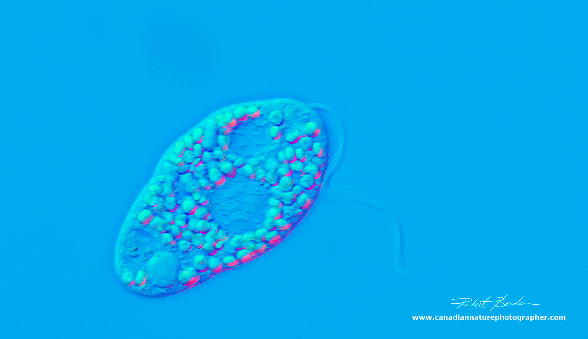 Euglena gracilis about 600X DIC microscopy by Robert Berdan ©