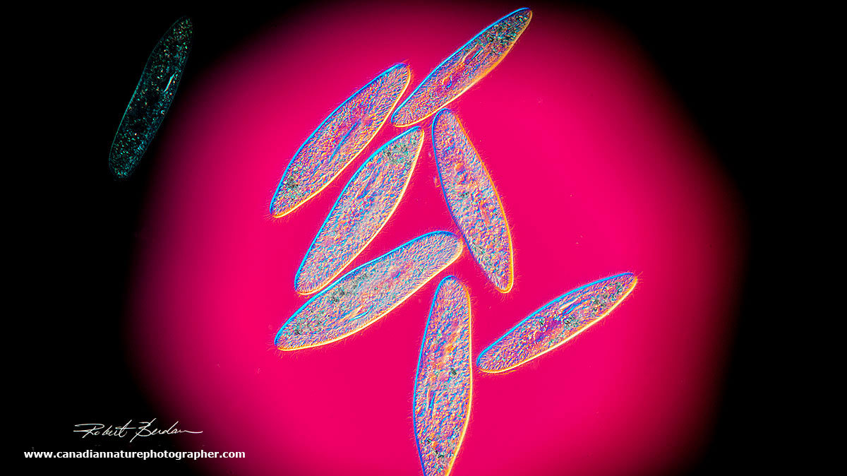 Paramecium seem to gather in light -  photomicrograph by Robert Berdan ©
