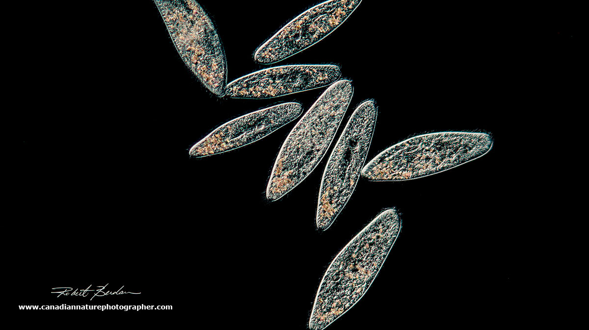 Paramecium via Darkfield microscopy by  Robert Berdan ©