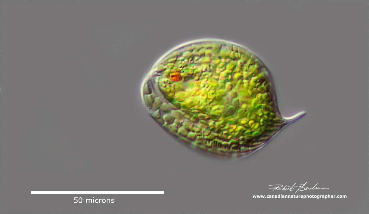 Phacus photographed by DIC microscopy by Robert Berdan ©