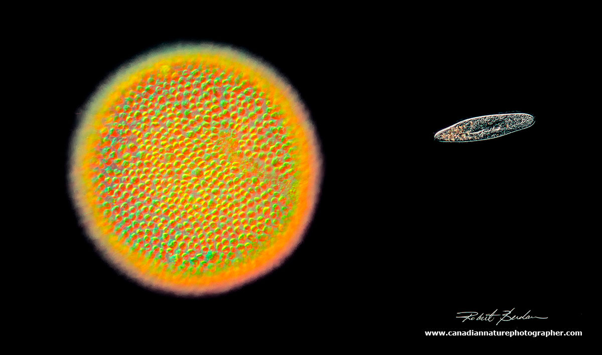 Using DIC and darkfield microscopy, The Volvox colony resembles the sun while the paramecium resembles a spaceship Robert Berdan ©