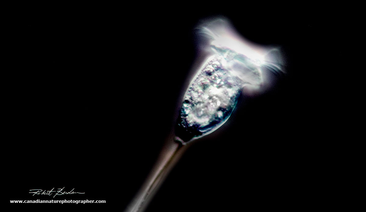 Vorticella as viewed by Darkfield microscopy by Robert Berdan ©