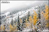 Autumn snowfall Kananaskis by Robert Berdan