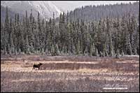 Moose in Engadine meadows in winter Spray lakes Kananaskis country by Robert Berdan