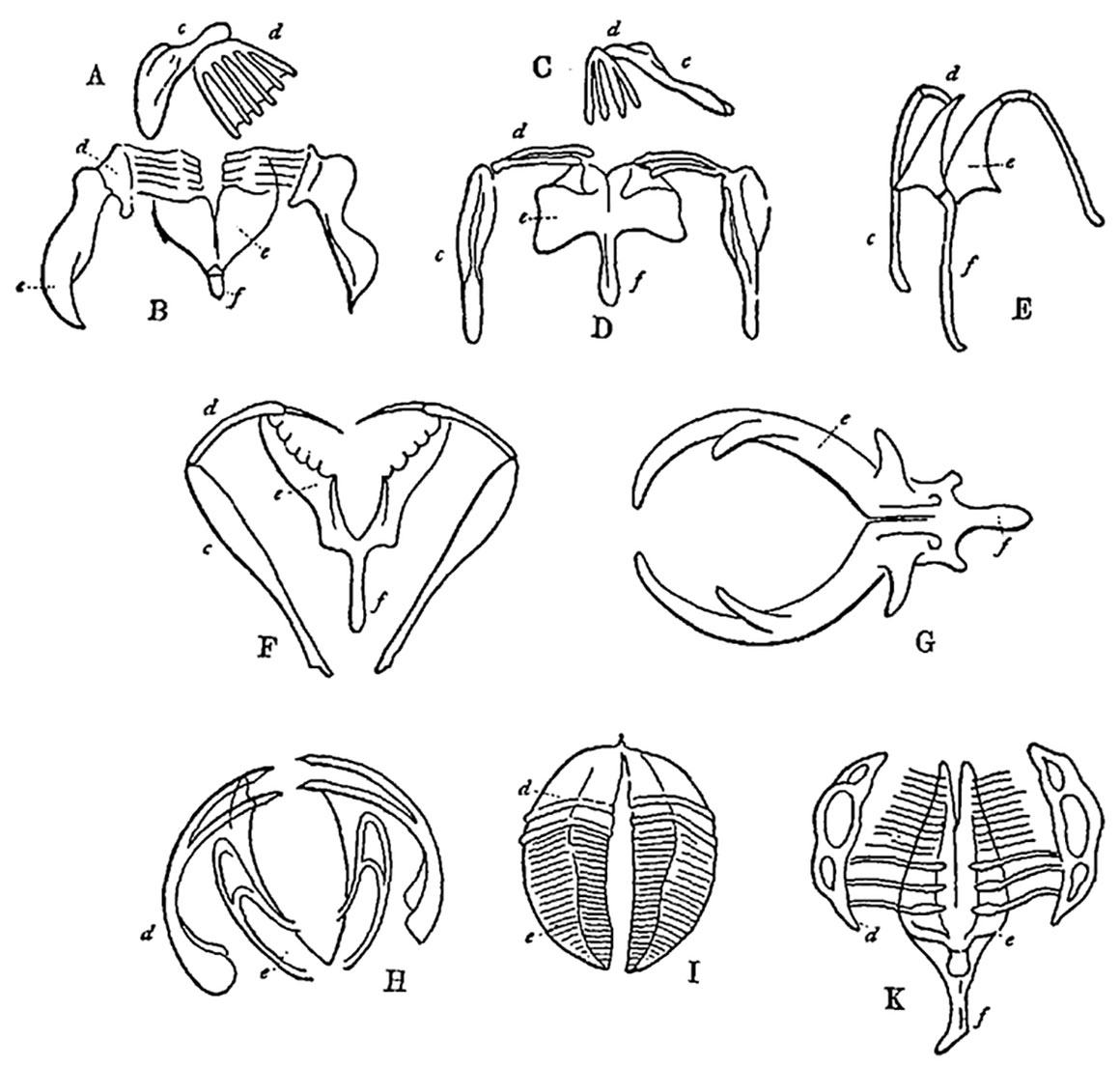 Trophi or jaws are used to grind, pierce and grasp food