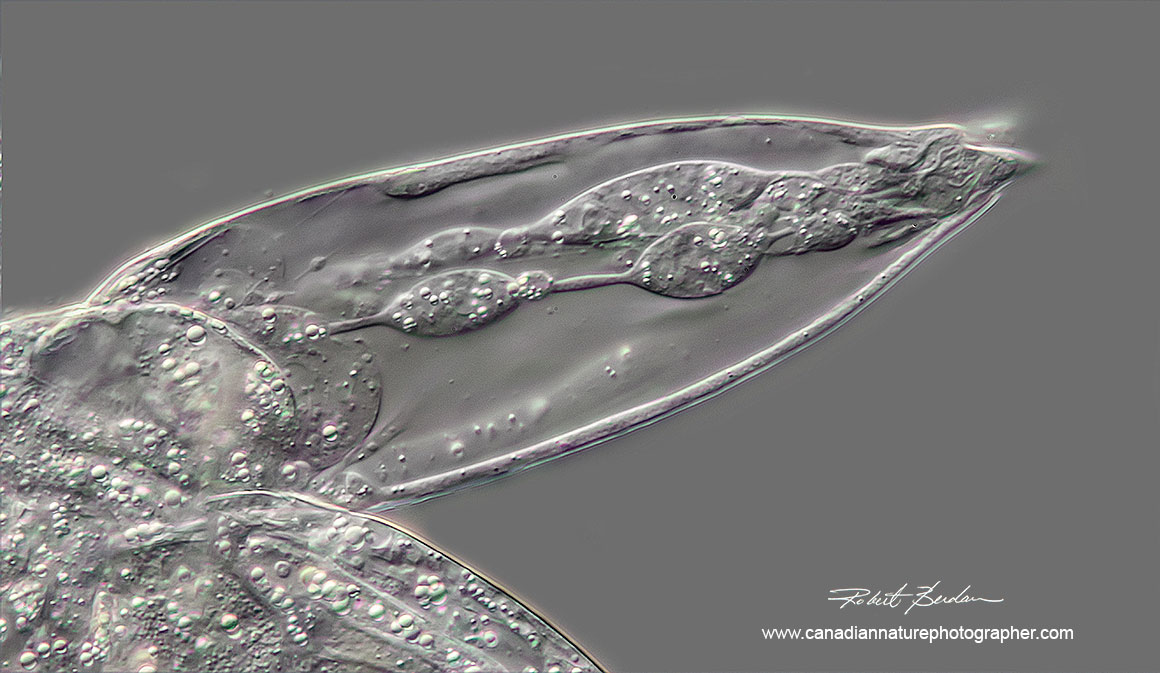 B. manjavacas DIC microscopy 600X showing detail and cells in the toe (muscle and glands) Robert Berdan ©