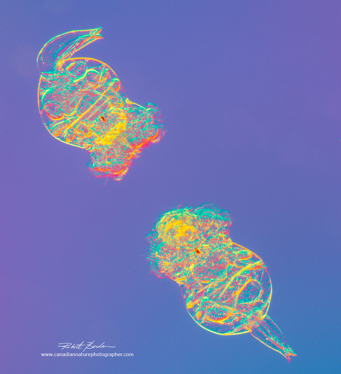 Pair of B. manjavacas DIC microscopy 100X Robert Berdan ©