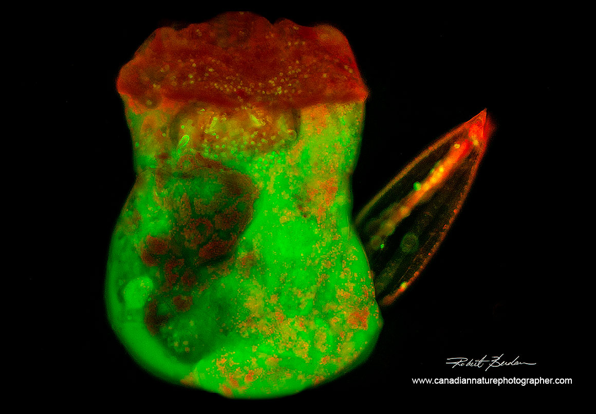 B manjavacas stained with acridine orange and viewed by Fluorescence microscopy using blue excitation Robert Berdan ©