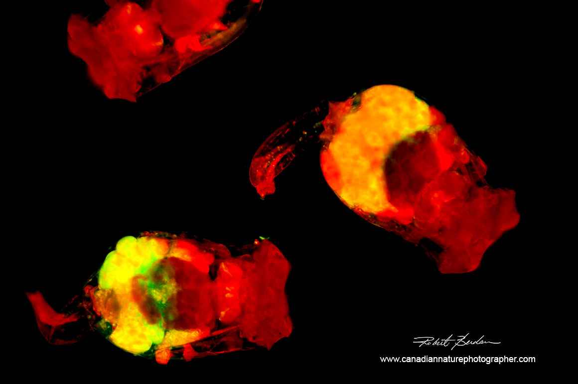 Brachionus manjavacas live stained with Acridine orange Robert Berdan ©