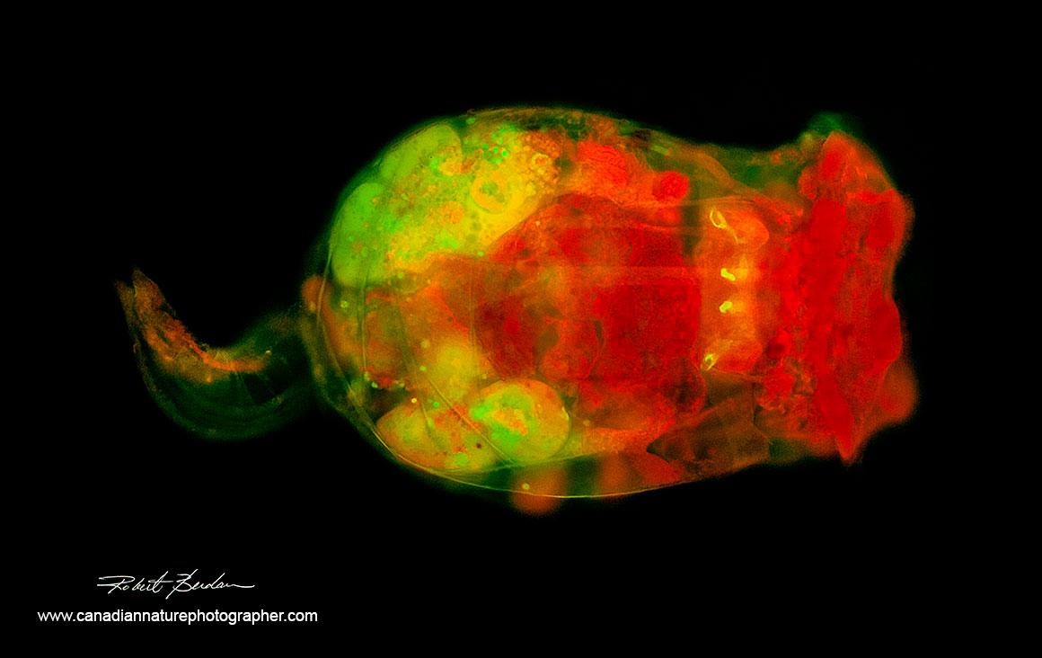 Brachionus manjavecas stained with Acridine orange and viewed in a fluorescence microscope 400X Robert Berdan ©