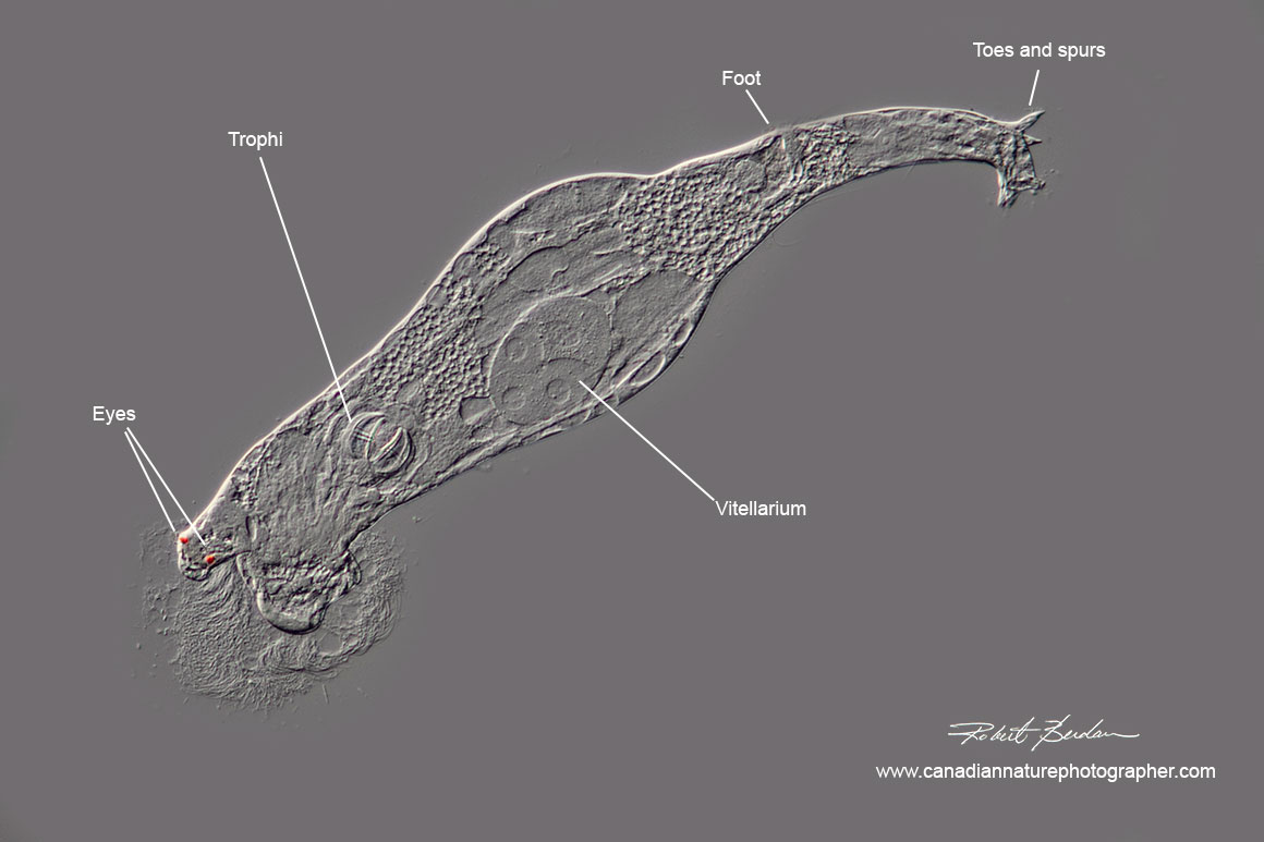 Bdelloid rotifer from the wild that has been extremely flattened  DIC microscopy Robert Berdan ©