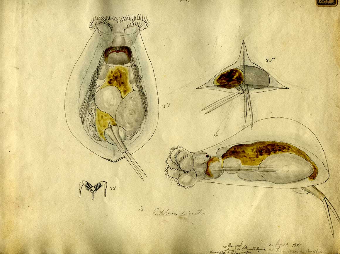 Rotifer Drawings by Ehrenberg 1795-1876