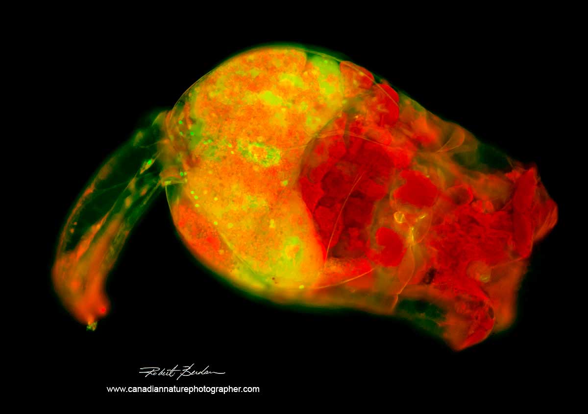 Rotifer Brachionus manjavacas Fluorecent microscopy stained with Acridine Orange -  Robert Berdan ©