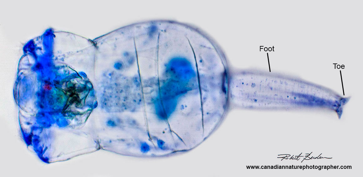 B. manjavacas stained with Toluidine blue and viewed by Bright field microscopy Robert Berdan ©