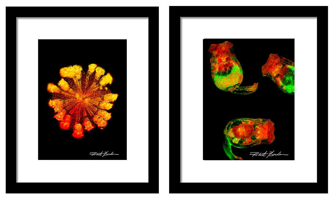 Rotifers as Art - framed pictures of rotifers for sale by Robert Berdan ©