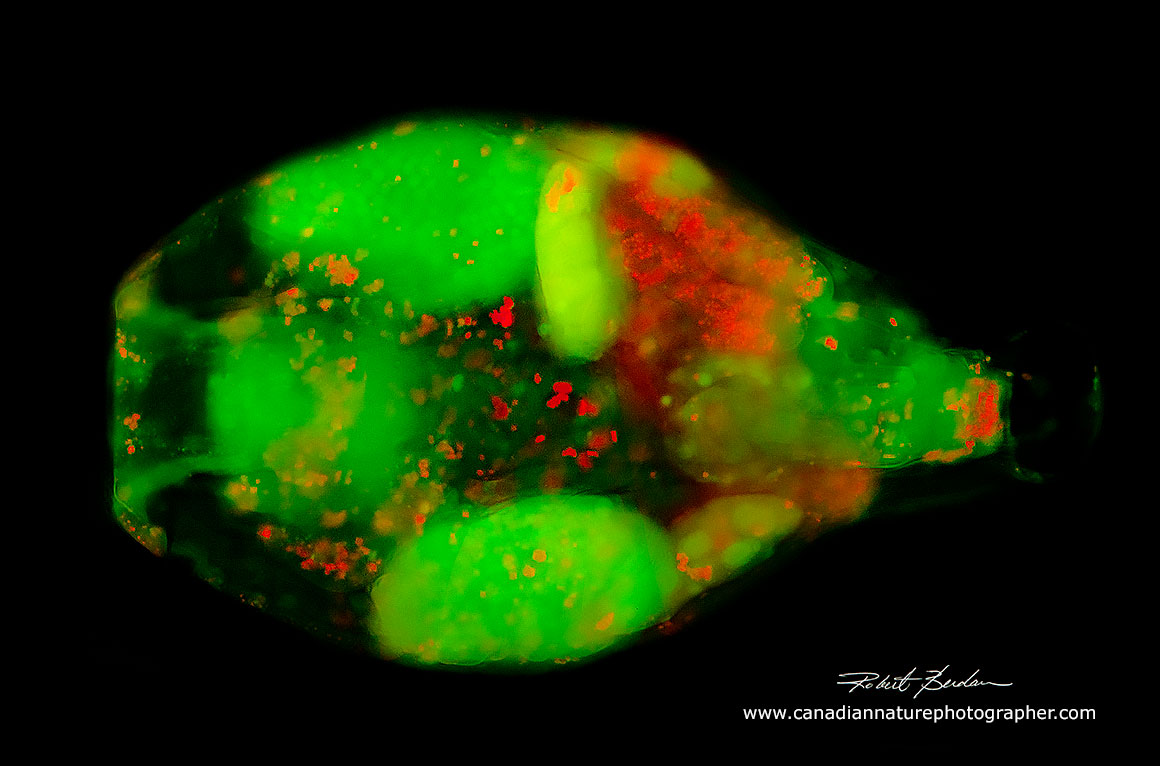 Bdelloid rotifer retracted, stained with Acridine orange 200X Fluorescence microscopy Robert Berdan ©