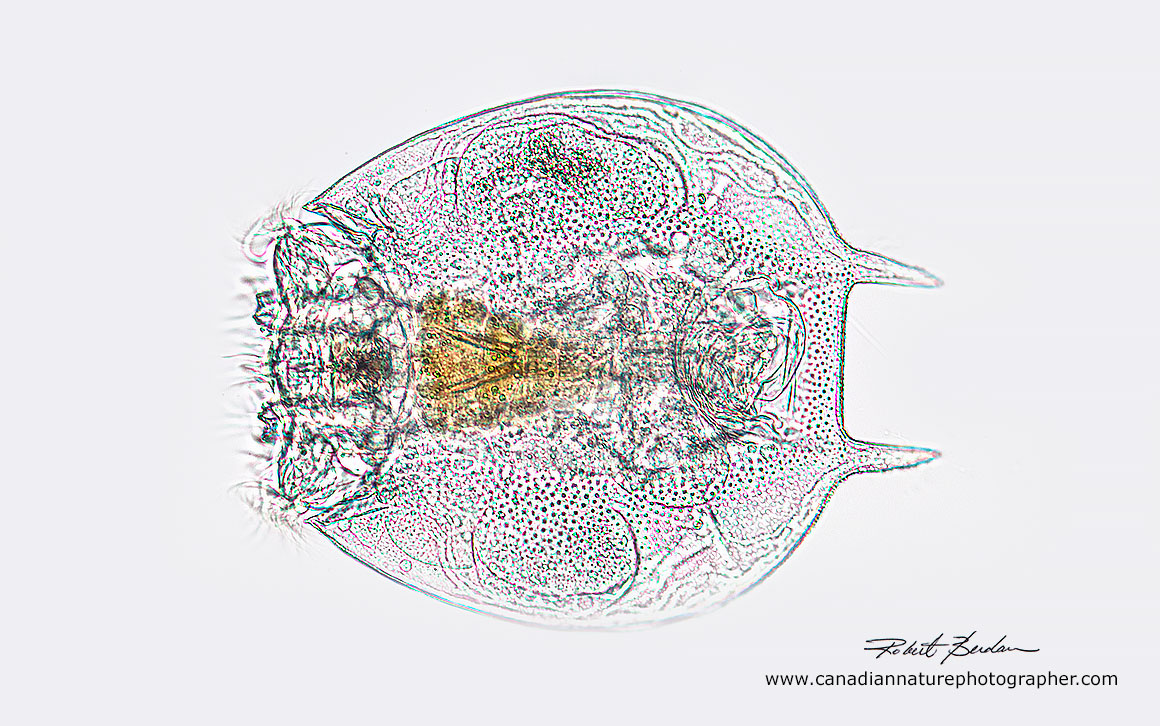 Platyius quadricornis rotifer - dorsal view with brightfield microscopy 200X by Robert Berdan ©
