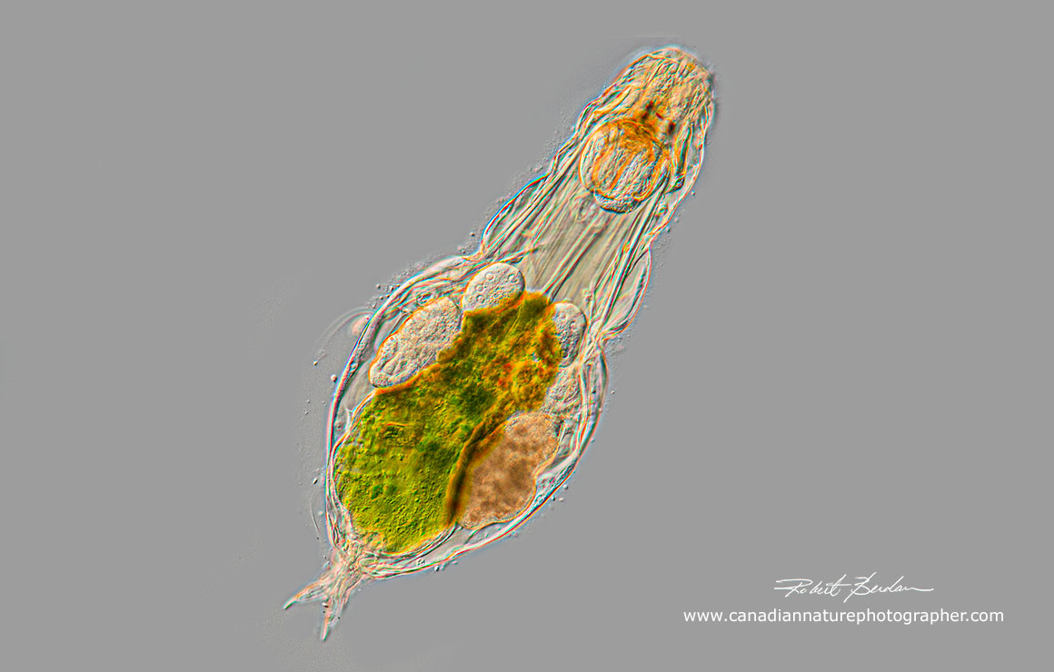 Monogononta rotifer Notommata copeus dorsal view 200X DIC microscopy Robert Berdan ©