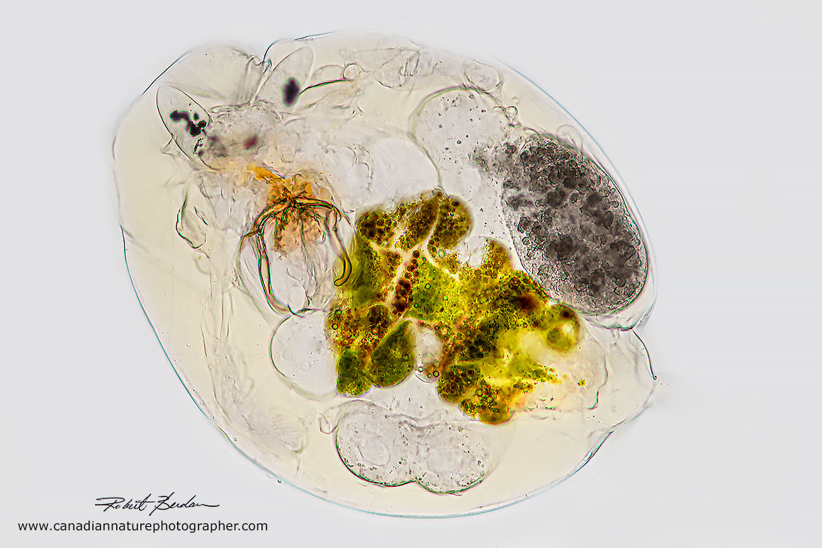 Notommata copeus rotifer dorsal view brightfield microscopy 100X Robert Berdan ©