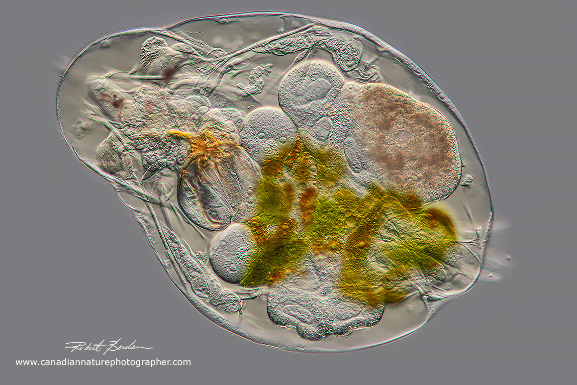 Notommata copeus rotifer dorsal view DIC microscopy 100X. Robert Berdan ©