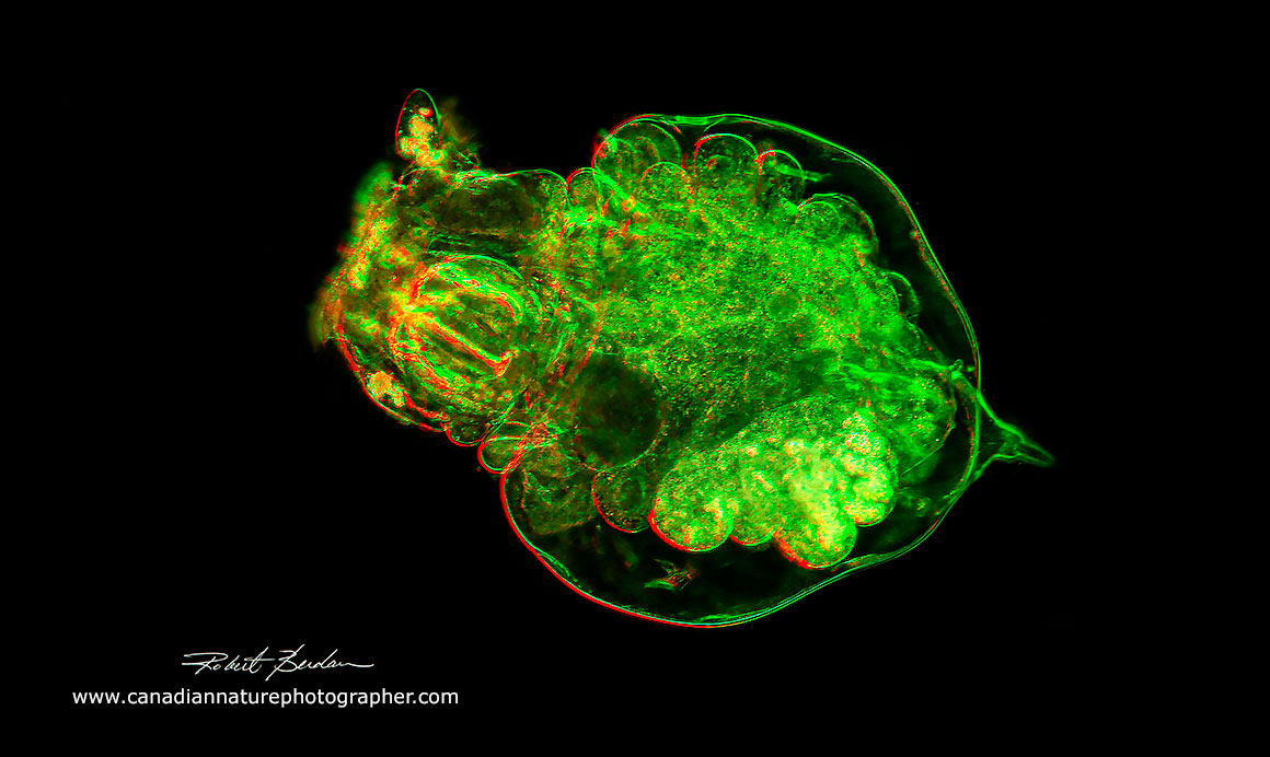 Notommata sp rotifer species, Rheinberg lighting 200X.  Robert Berdan ©