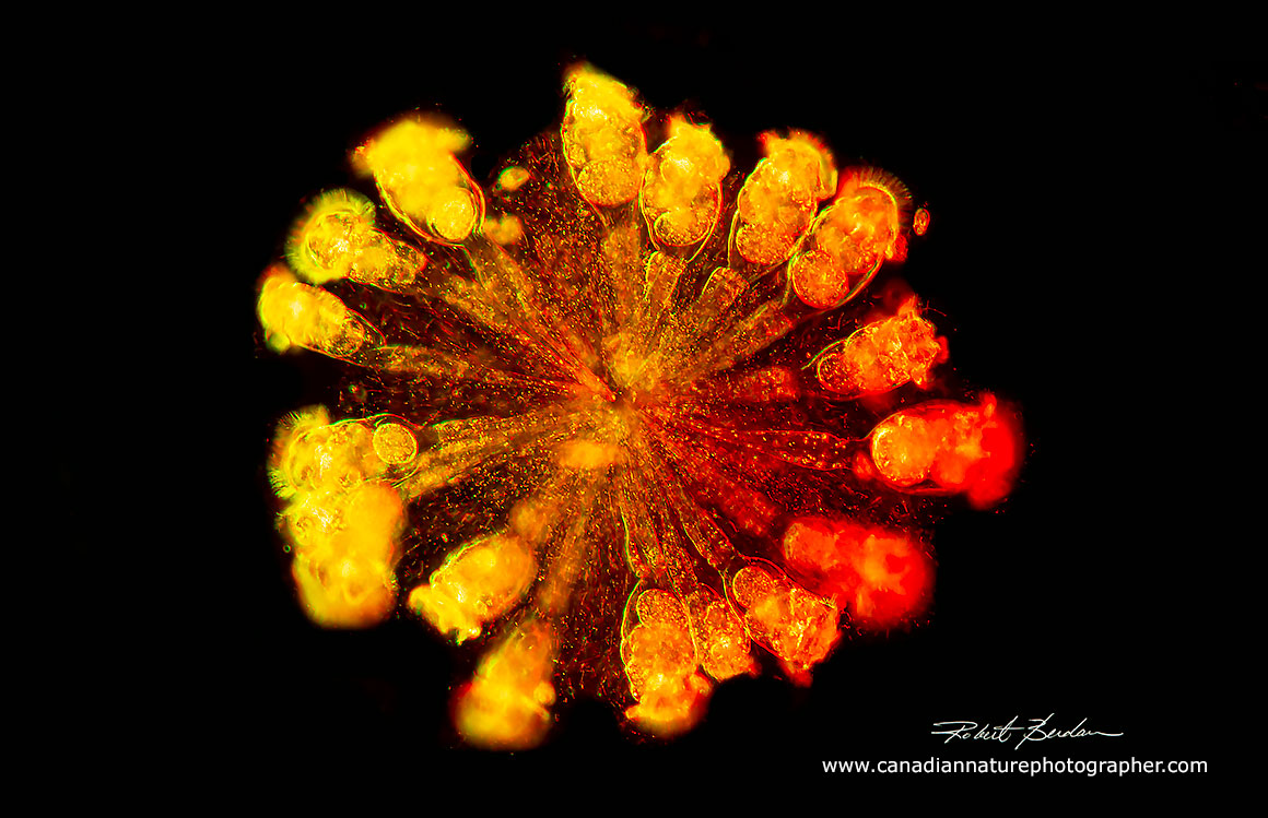 Conochilus hippocrepis Rheinberg lighting 100X Robert Berdan ©