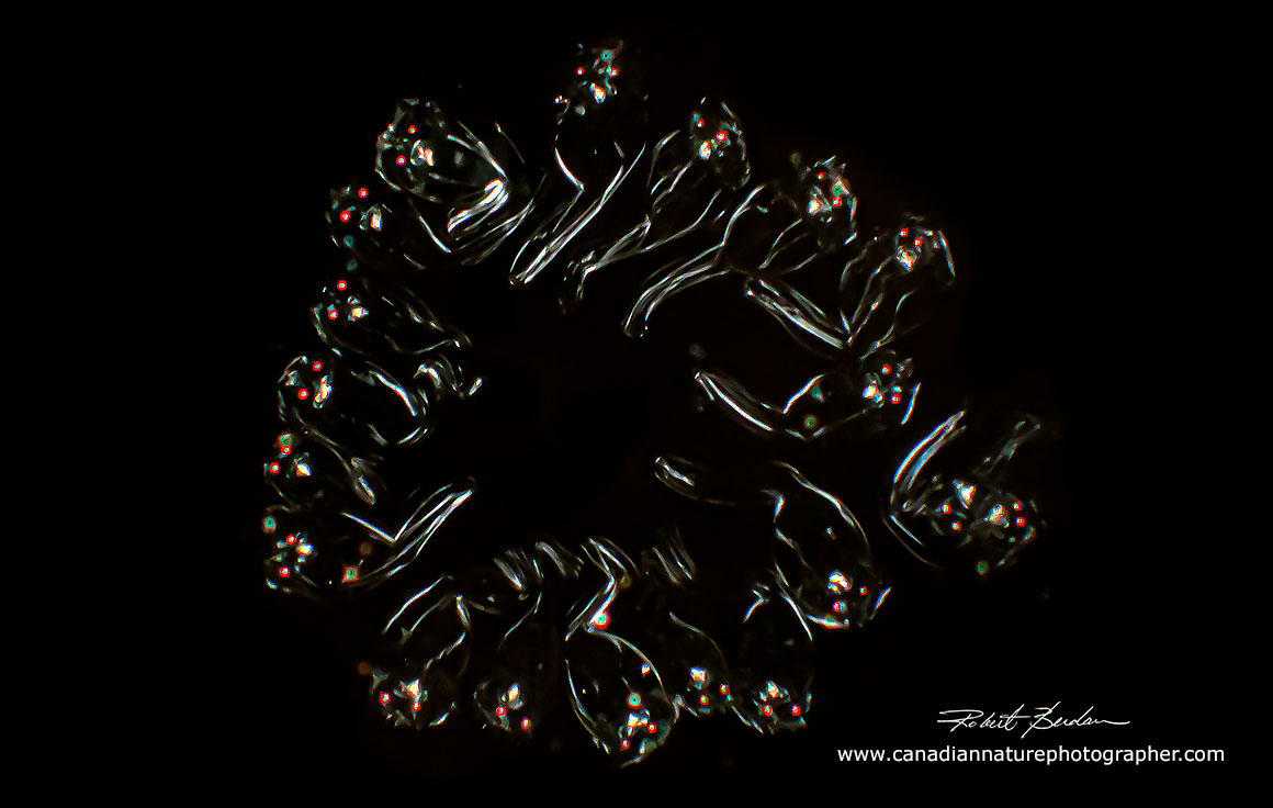 Conochilus hippocrepis polarization microscopy 100X Robert Berdan ©