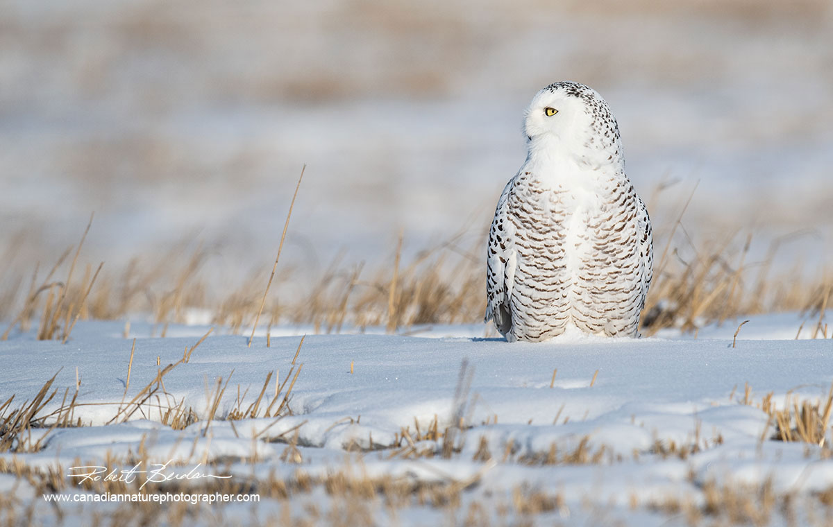 Female snowy owl in a prairie field in winter by Robert Berdan ©