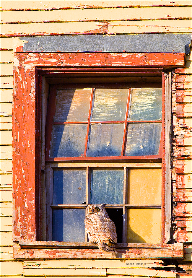 Great Horned owl in window on Mossleight grain elevator by Robert Berdan ©
