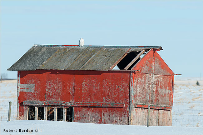 Snowy owl on roof of a red barn by Robert Berdan ©