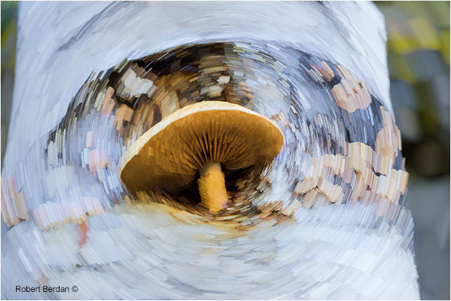 Mushroom growing out of birch tree with star trail filter applied by Robert Berdan ©