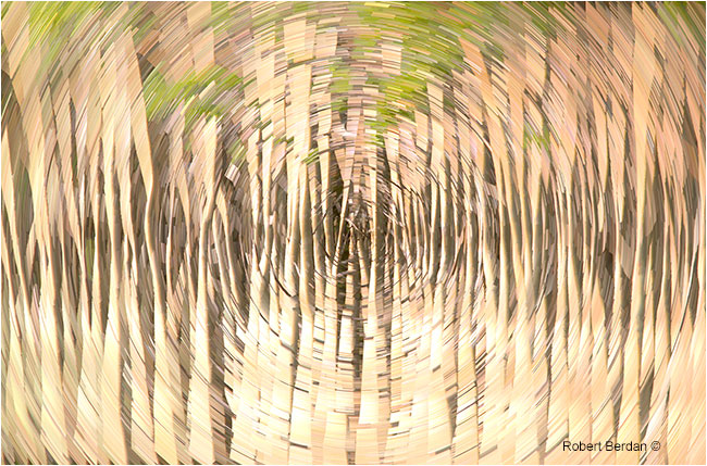 Aspen trees with star trail filter fby Robert Berdan ©