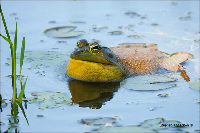 Bullfrog by Stephen J. Stephen ©