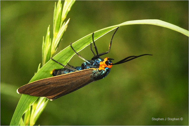 Virginia Ctenucha moth by Stephen J. Stephen ©