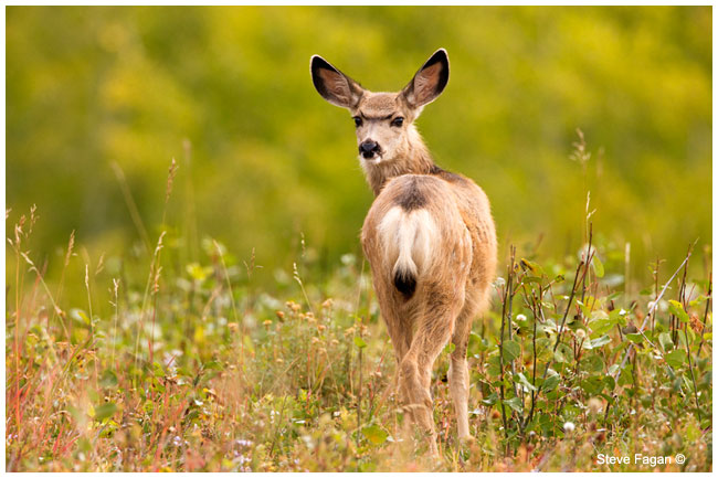 Mule deer by Steve Fagan ©