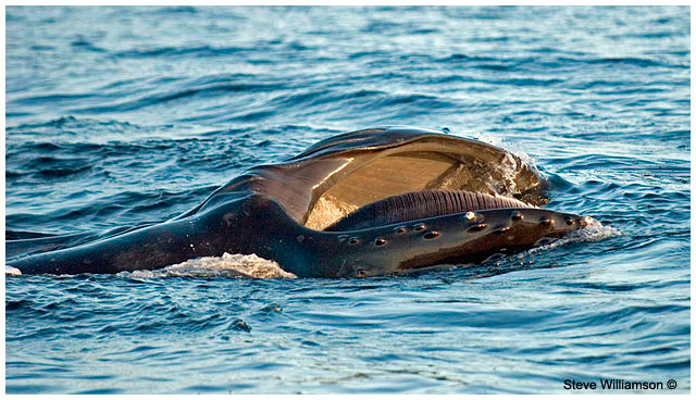 Feeding Humpback whale by Steve Williamson ©