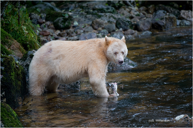 Spirit Bear Steve Williamson ©