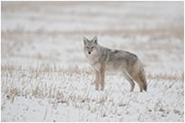Coyote full frame taken with the Tamron 150-500 mm lens by Robert Berdan ©