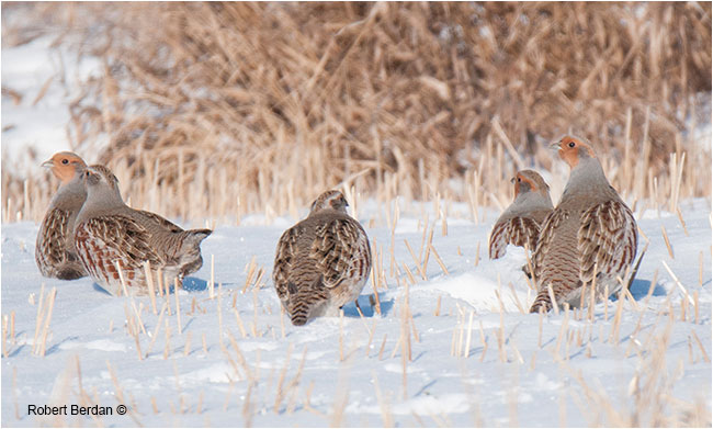 Hungarian Partridges photographed with Tamron 160-600 mm telephoto lens by Robert Berdan ©