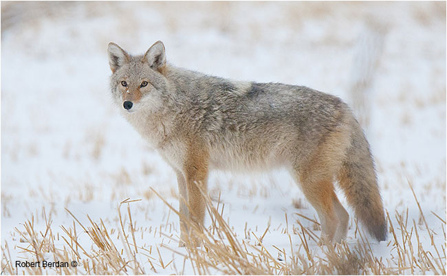 Coyote photographed with Tamron 150-600 mm lens by Robert Berdan ©