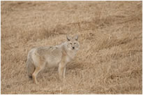 coyote full frame image taken with Nikon 500 mm f/4 lens by Robert Berdan ©