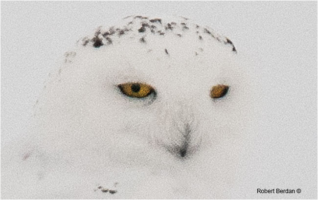 Closeup of Snowy Owl photographed with Tamron 150-600 mm lens by Robert Berdan ©